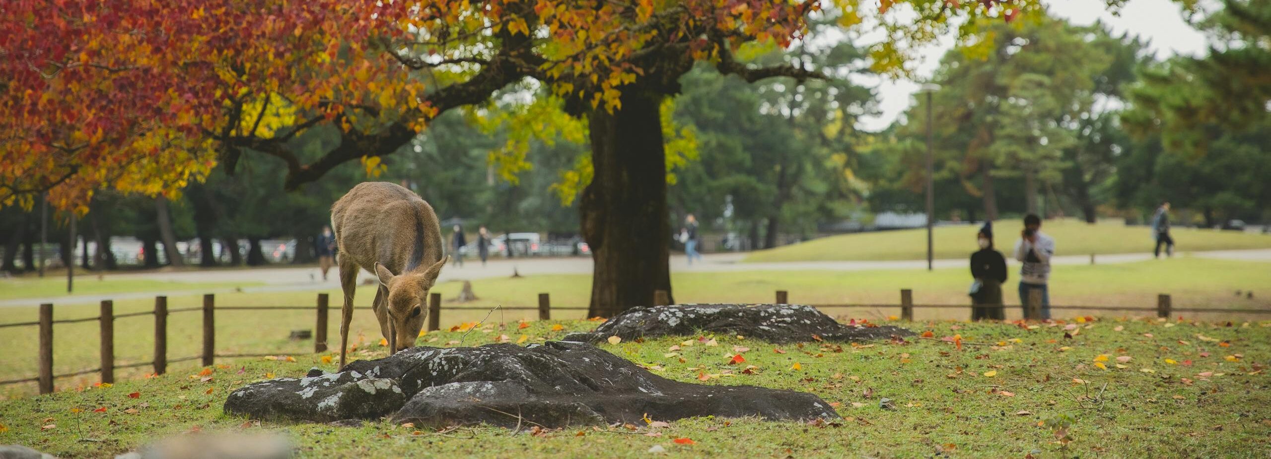 Japanese deer grazing in grassy meadow under tree with bright foliage in park