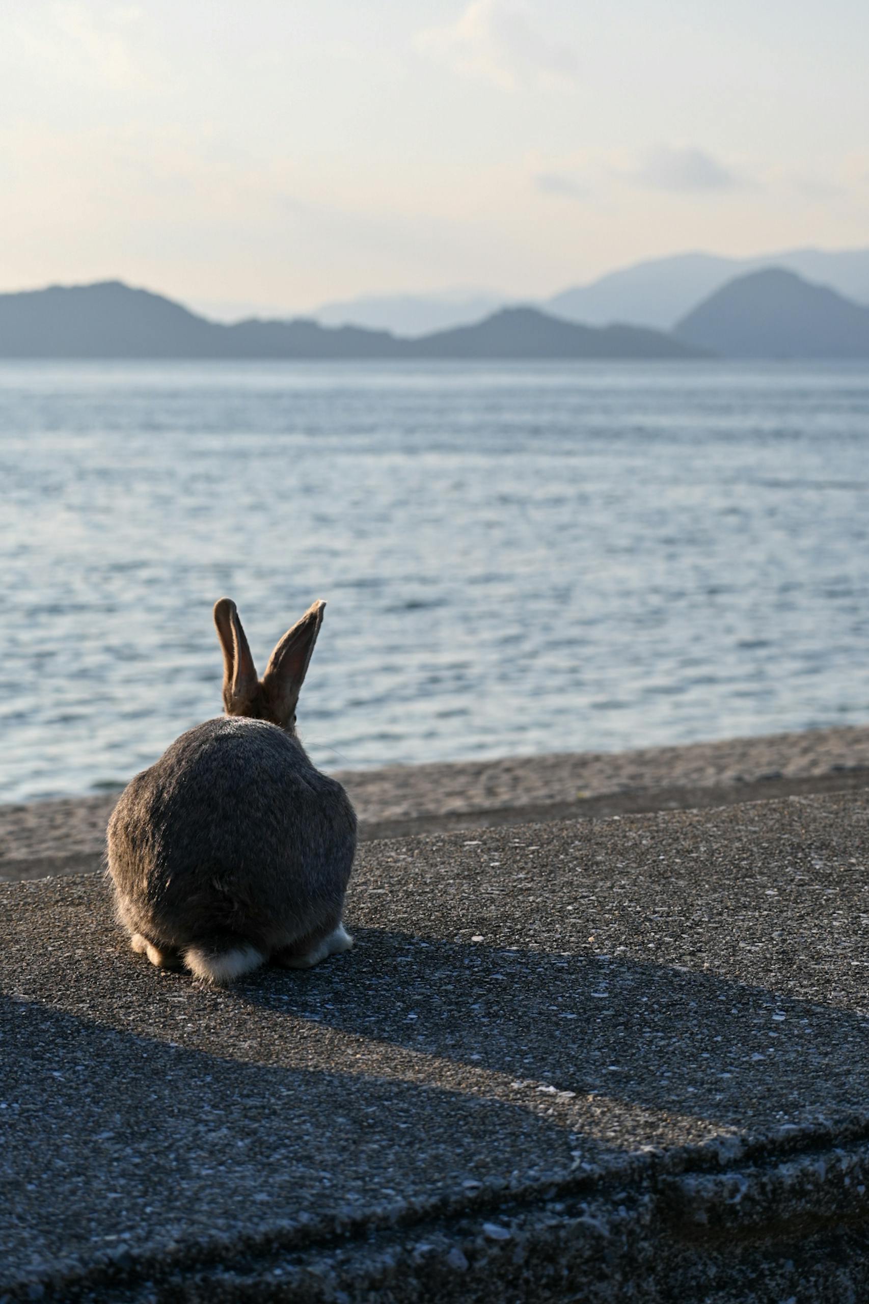 A rabbit sits on a wall overlooking the Seto Inland Sea in Takehara, Hiroshima at sunset.
